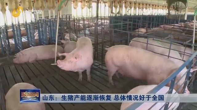 山东：生猪产能逐渐恢复 总体情况好于全国