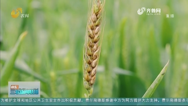 【三农要闻】山东科研团队攻克小麦一项世界性难题