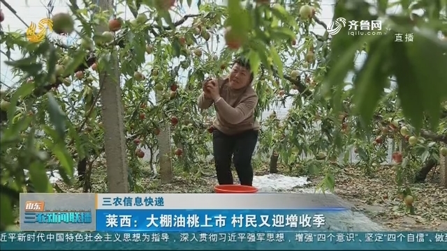 【三农信息快递】莱西：大棚油桃上市 村民又迎增收季