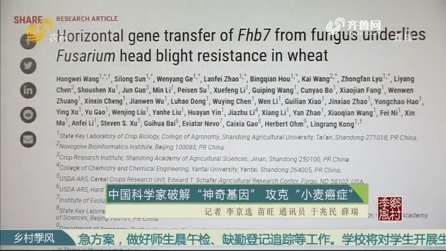 中国科学家破解“神奇基因” 攻克“小麦癌症”