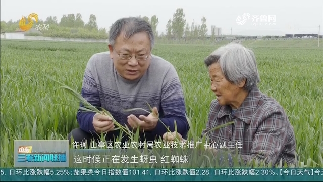 【春季农业生产】枣庄科技特派员：田间科学指导防治小麦病虫害