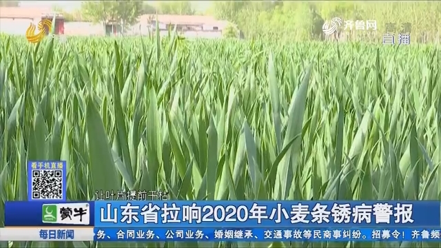 山东省拉响2020年小麦条锈病警报