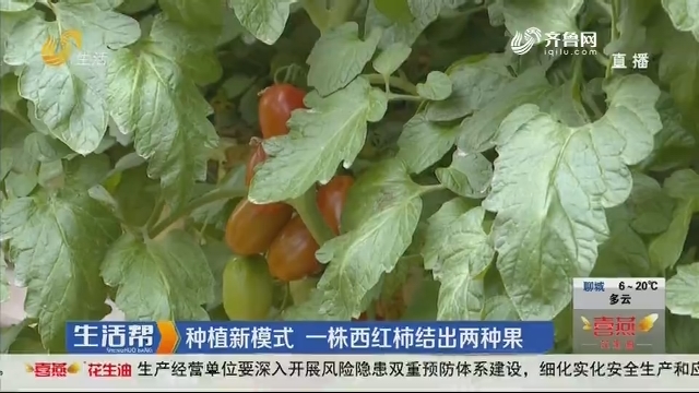 潍坊：种植新模式 一株西红柿结出两种果