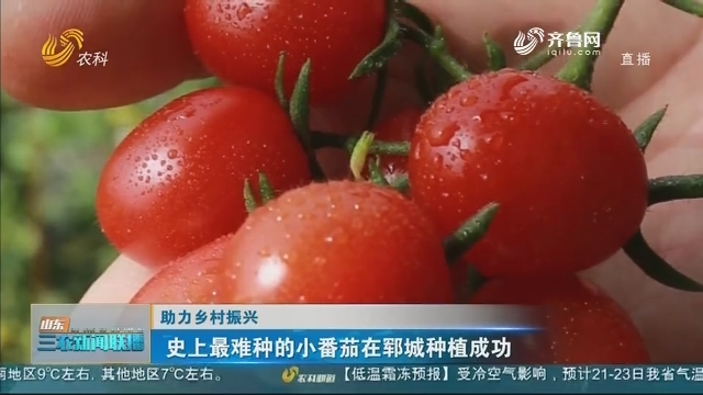 【助力乡村振兴】史上最难种的小番茄在郓城种植成功