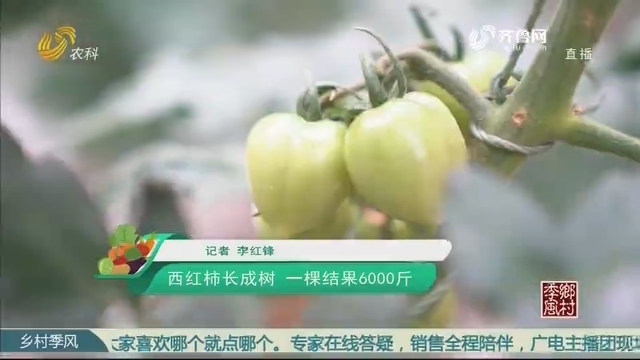 【云游菜博会】西红柿长成树 一棵结果6000斤