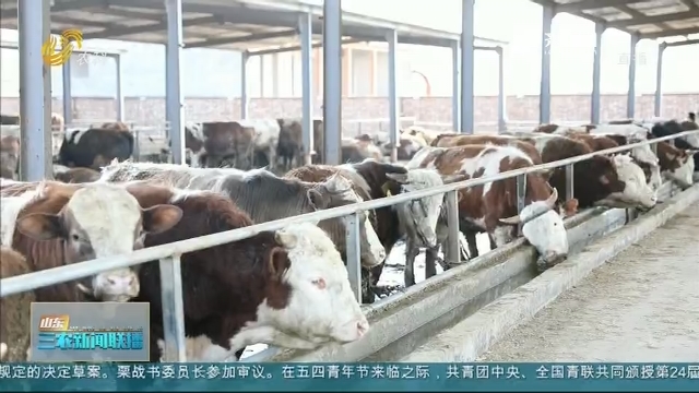 【金融支农】滨州阳信：养牛场里的信贷“私人订制”