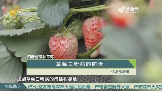 【跟着首席种草莓】草莓白粉病的防治