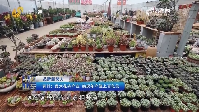 【品牌新势力】青州：做大花卉产业 实现年产值上百亿元