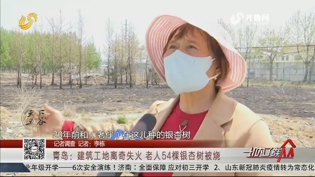 【记者调查】青岛：建筑工地离奇失火 老人54棵银杏树被烧