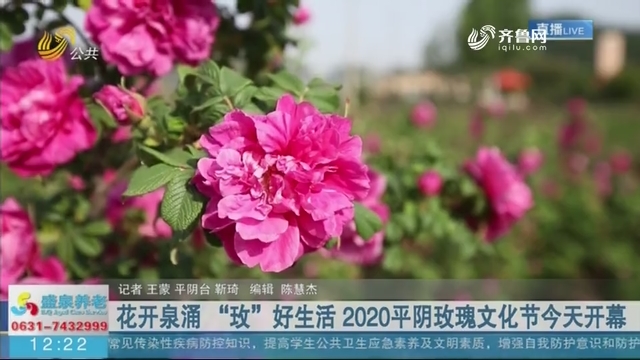花开泉涌 “玫”好生活 2020平阴玫瑰文化节今天开幕