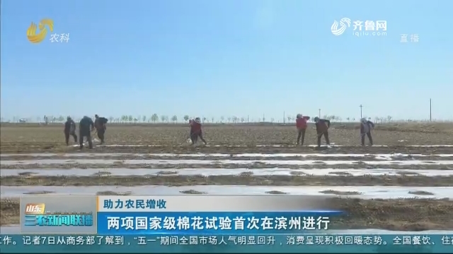 【助力农民增收】两项国家级棉花试验首次在滨州进行