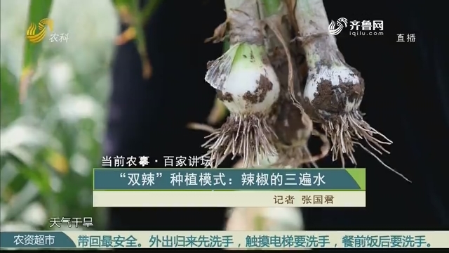 【当前农事·百家讲坛】“双辣”种植模式：辣椒的三遍水