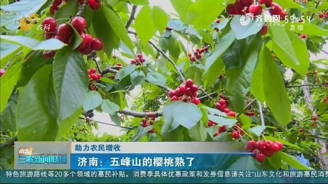 【助力农民增收】济南：五峰山的樱桃熟了