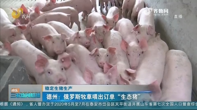 【稳定生猪生产】德州：俄罗斯牧草喂出订单“生态猪”