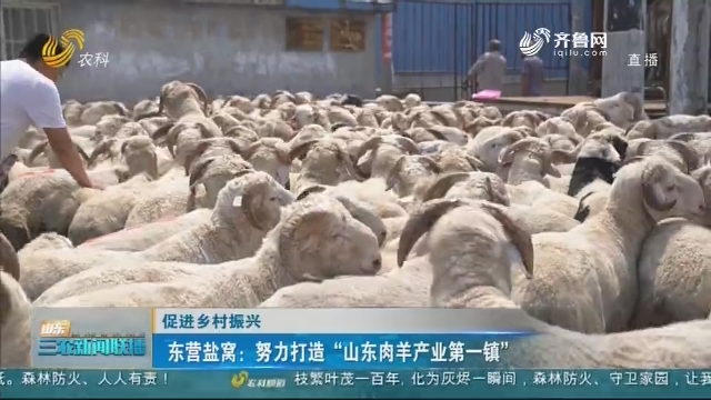 【促进乡村振兴】东营盐窝：努力打造“山东肉羊产业第一镇”