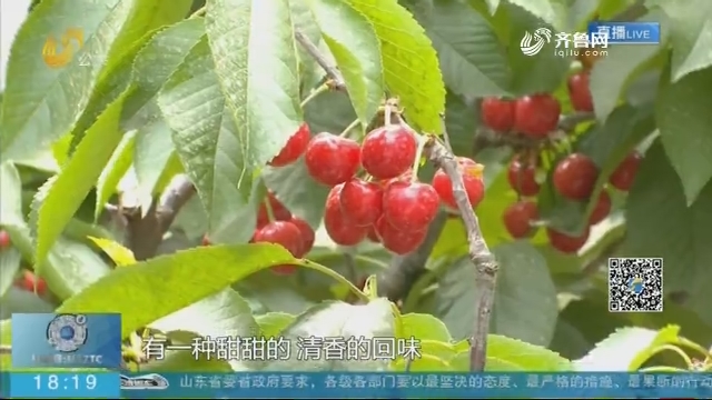 济南：万亩樱桃上市 电商平台助力樱桃销售