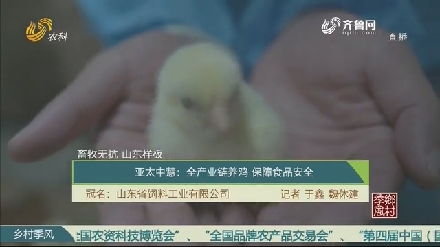 【畜牧无抗 山东样板】亚太中慧：全产业链养鸡 保障食品安全