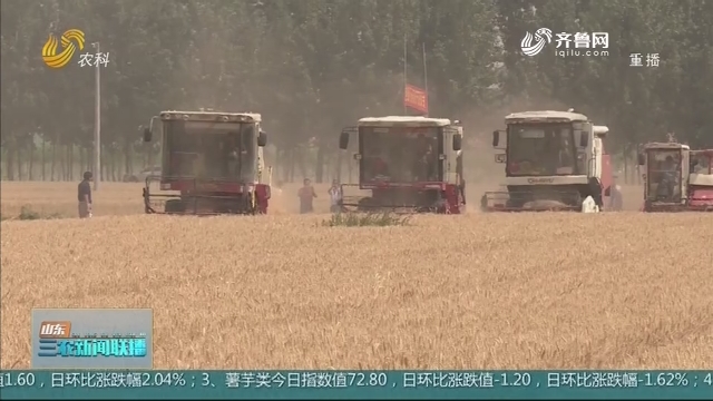 【“三夏”进行时】菏泽巨野84万亩小麦开镰