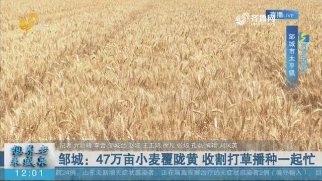 【闪电连线】邹城：47万亩小麦覆陇黄 收割打草播种一起忙