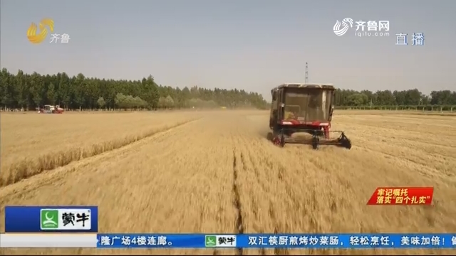 枣庄：农田麦收忙 六七分钟割完一亩地