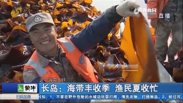 长岛：海带丰收季 渔民夏收忙