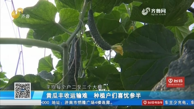 济南：黄瓜丰收运输难 种植户们喜忧参半