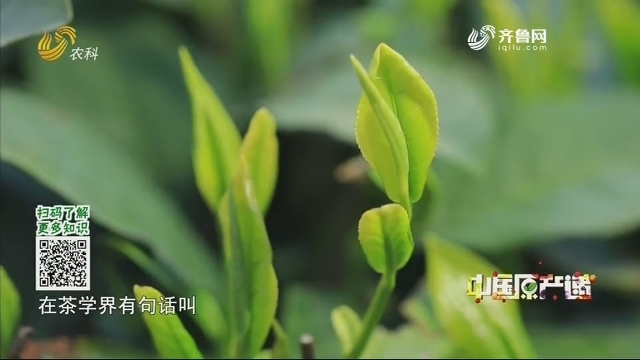 20200609《中国原产递》：日照绿茶