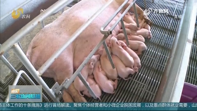 【稳定生猪市场】农业农村部：全国猪肉价格连续14周下跌