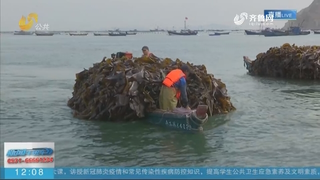 长岛：海带丰收季 渔民夏收忙