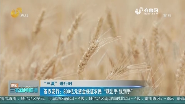 【“三夏”进行时】省农发行：300亿元资金保证农民“粮出手 钱到手”