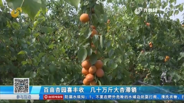 济南：百亩杏园喜丰收 几十万斤大杏滞销