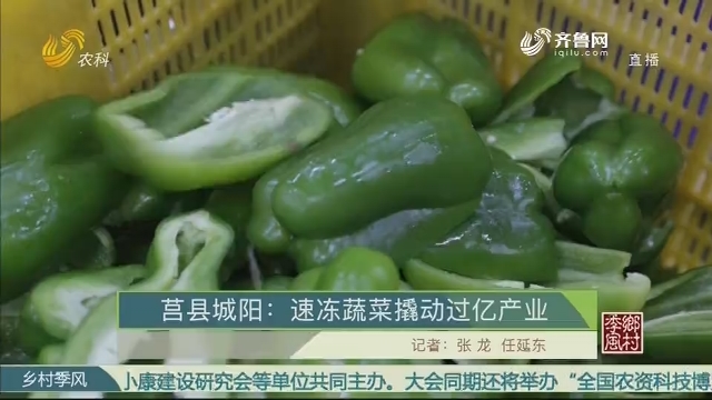 莒县城阳：速冻蔬菜撬动过亿产业