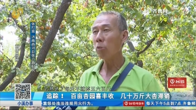 济南：追踪！百亩杏园喜丰收 几十万斤大杏滞销