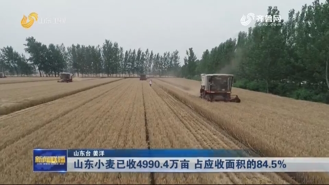 【三夏一线】山东小麦已收4990.4万亩 占应收面积的84.5%