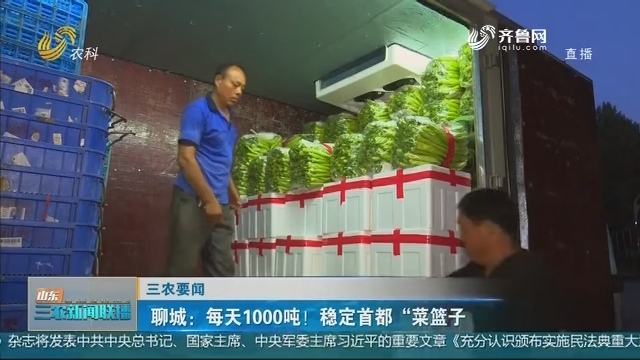 【三农要闻】聊城：每天1000吨！稳定首都“菜篮子”