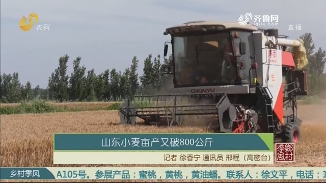 山东小麦亩产又破800公斤