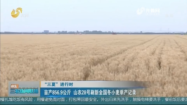 【“三夏”进行时】亩产856.9公斤 山农28号刷新全国冬小麦单产记录