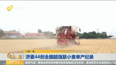 【三夏一线】济麦44创全国超强筋小麦单产纪录