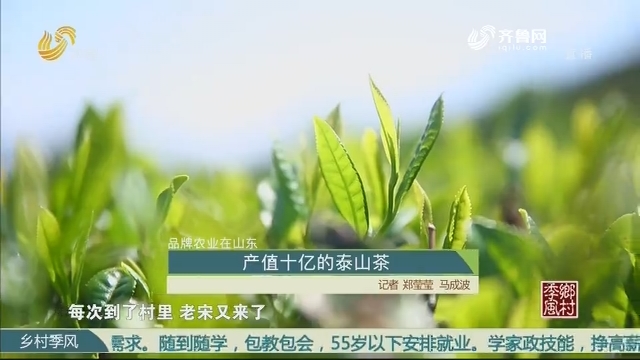 【品牌农业在山东】产值十亿的泰山茶