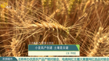 【三方赢高产 冠军示范田】小麦高产创建 土壤是关键