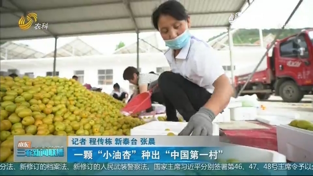 【扎实实施乡村振兴战略】一颗“小油杏”种出“中国第一村”