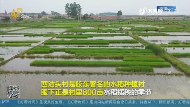 烟台：田间风景美如画 800亩水稻插秧忙