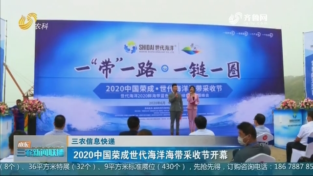 【三农信息快递】2020中国荣成世代海洋海带采收节开幕