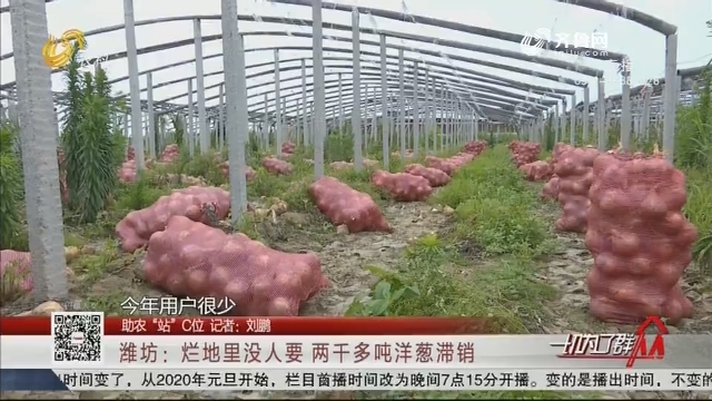 【助农“站”C位】潍坊：烂地里没人要 两千多吨洋葱滞销