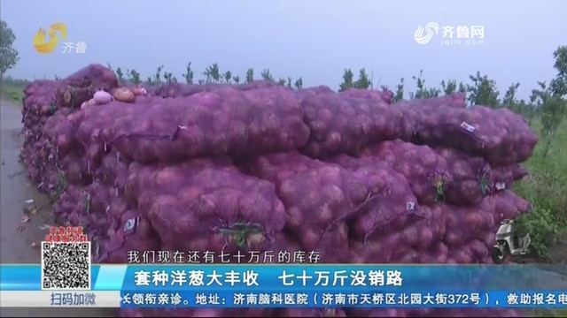 泰安：套种洋葱大丰收 七十万斤没销路