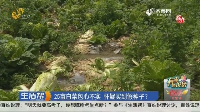 【有事您说话】潍坊：25亩白菜包心不实 怀疑买到假种子？