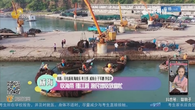 威海：收海带 播江篱 渔民增收致富忙