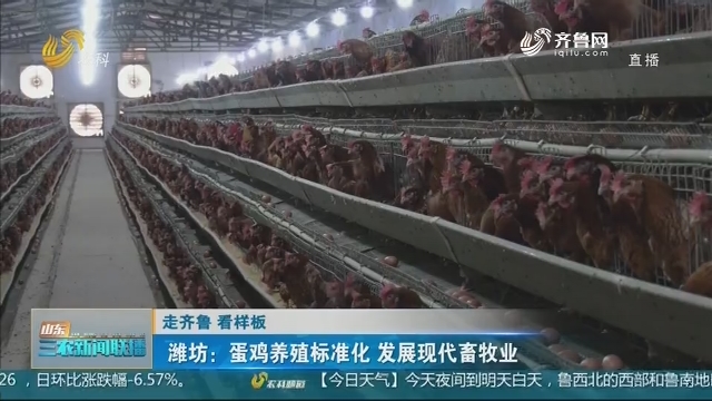 【走齐鲁 看样板】潍坊：蛋鸡养殖标准化 发展现代畜牧业