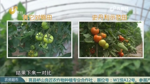 【史丹利·星光农场】相同地块种番茄 亩产相差近万斤