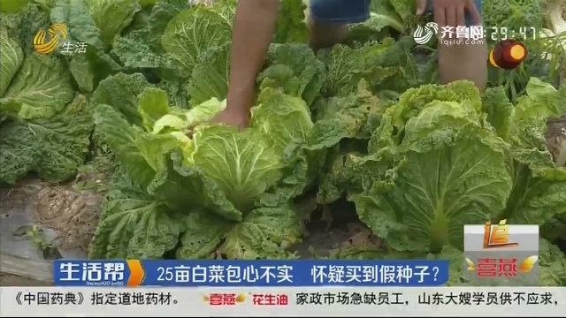 潍坊：25亩白菜包心不实 怀疑买到假种子？